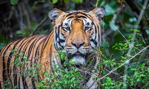 വയനാട് കടുവാ ആക്രമണം: പ്രത്യേക സംഘം മുഖ്യമന്ത്രിയെ സന്ദര്‍ശിച്ചു