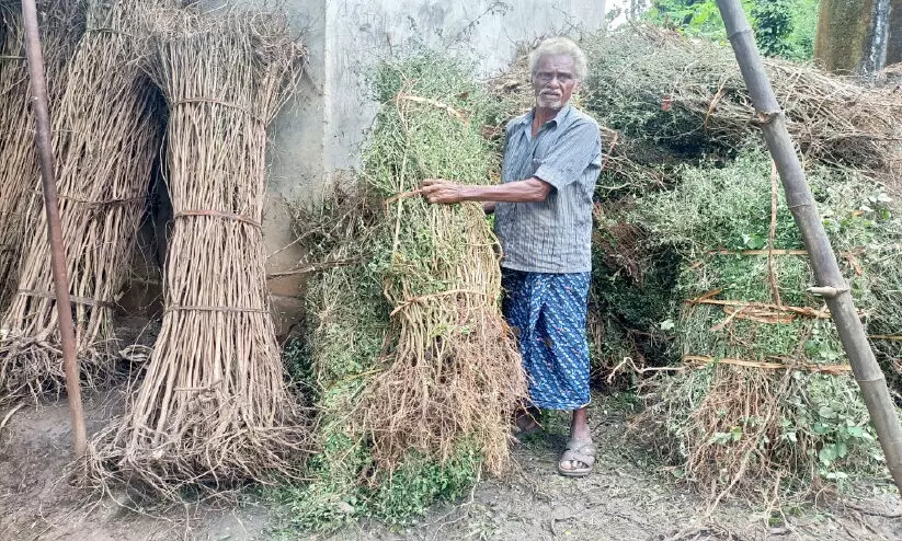 വനവിഭവങ്ങൾ കുറയുന്നു; കാട്ടുനായ്ക്കർ പ്രതിസന്ധിയിൽ വനവിഭവങ്ങൾ കുറയുന്നു; കാട്ടുനായ്ക്കർ പ്രതിസന്ധിയിൽ
