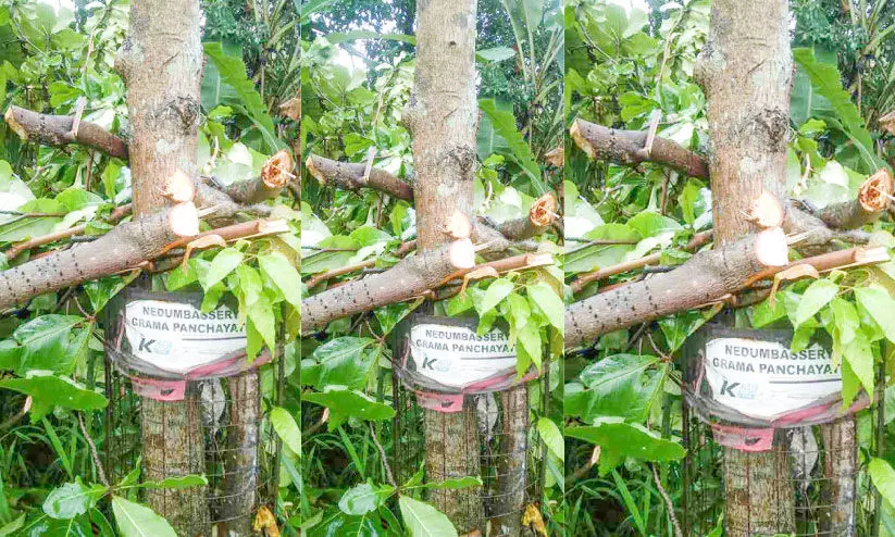 സിനിമ ബോർഡ് കാണാൻ തണൽ മരം വെട്ടി