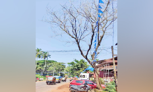 ഈ മരം മുറിച്ചുമാറ്റാൻ ആരോട് പറയും?