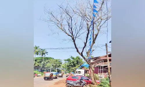 ഈ മരം മുറിച്ചുമാറ്റാൻ ആരോട് പറയും?