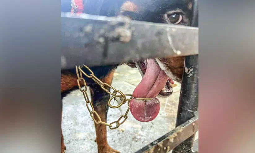 pet dogs tongue stuck in chain pet dogs tongue stuck in chain