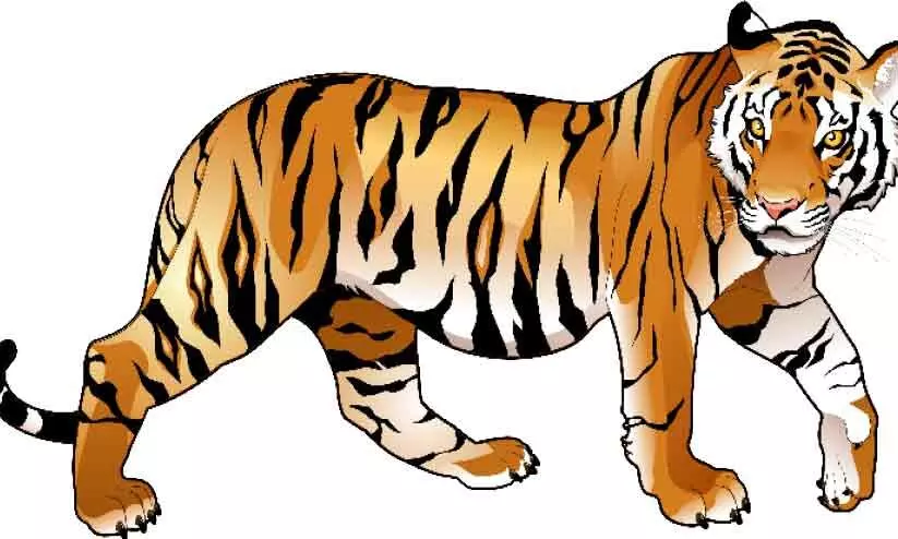 tiger menace- chiral tiger menace- chiral