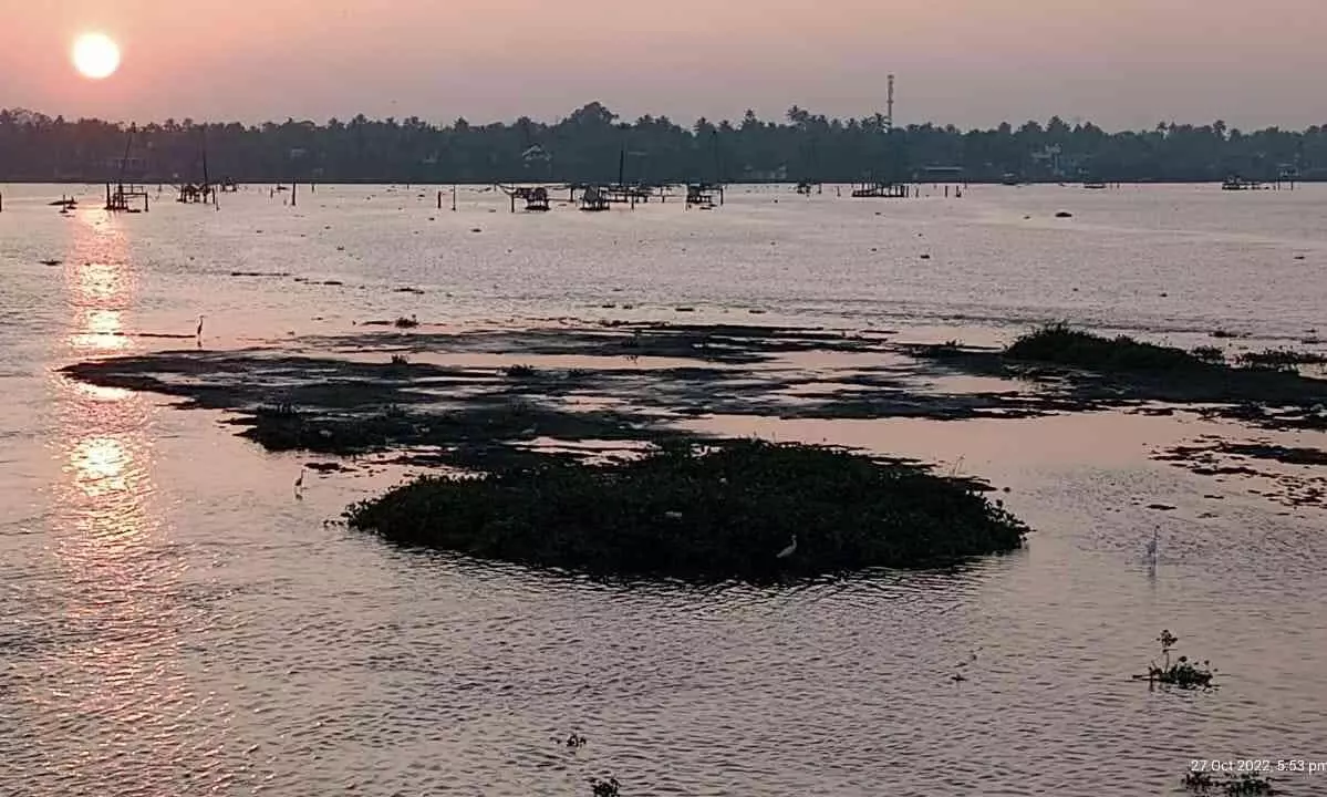 എക്കലും ചെളിയുമടിഞ്ഞ് വേമ്പനാട്ട് കായലിൽ പുതിയ ദ്വീപുകൾ