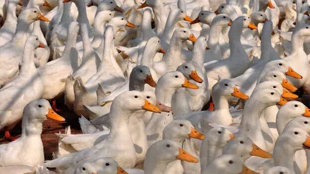 ആലപ്പുഴ ജില്ലയിൽ പക്ഷിപ്പനി സ്ഥിരീകരിച്ചു പ്രതിരോധ നടപടികൾ ഊർജിതമാക്കി ആലപ്പുഴ ജില്ലയിൽ പക്ഷിപ്പനി സ്ഥിരീകരിച്ചു പ്രതിരോധ നടപടികൾ ഊർജിതമാക്കി