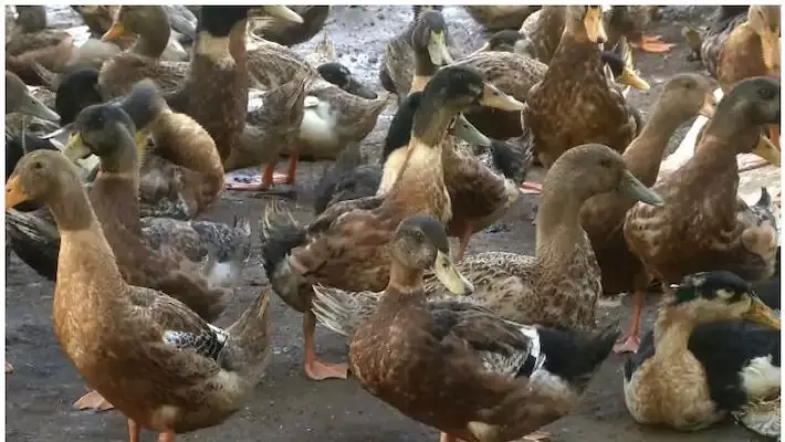 പക്ഷിപ്പനി: പക്ഷികളുടെ ഉപയോഗവും വിപണനവും കടത്തലും നിരോധിച്ചു പക്ഷിപ്പനി: പക്ഷികളുടെ ഉപയോഗവും വിപണനവും കടത്തലും നിരോധിച്ചു