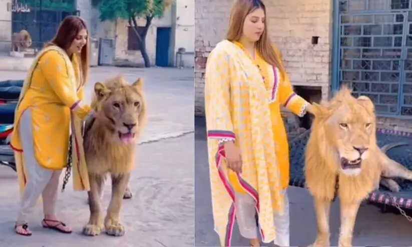 Woman pets lion in viral video. Internet is really very angry