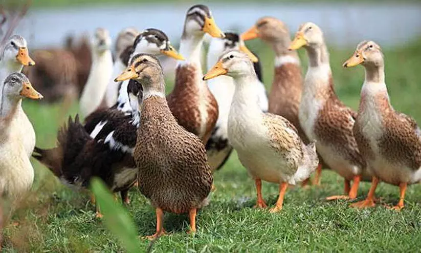 പക്ഷിപ്പനി: പ്രതിരോധം എങ്ങനെ  ?