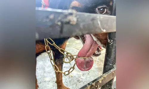 pet dogs tongue stuck in chain