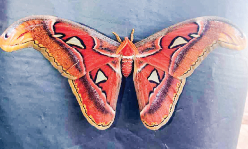 Giant moth found in Chelari