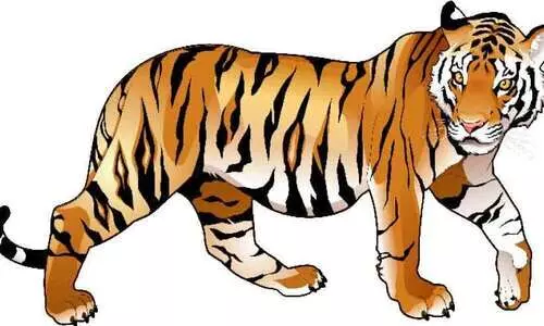 tiger menace- chiral tiger menace- chiral