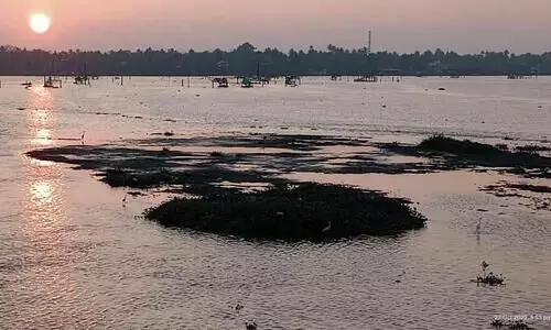 എക്കലും ചെളിയുമടിഞ്ഞ് വേമ്പനാട്ട് കായലിൽ പുതിയ ദ്വീപുകൾ
