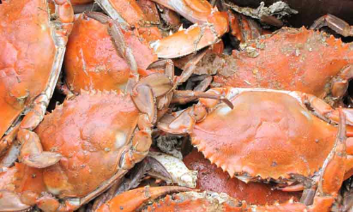 മകളെ ഇറുക്കിയ ഞണ്ടിനെ ജീവനോടെ വിഴുങ്ങി പിതാവിന്‍റെ പ്രതികാരം