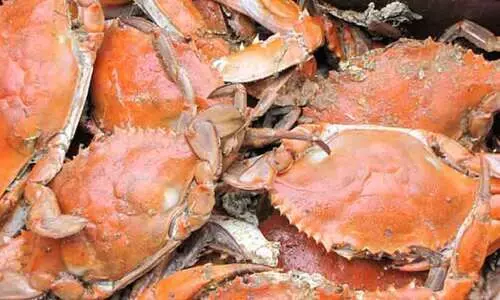 മകളെ ഇറുക്കിയ ഞണ്ടിനെ ജീവനോടെ വിഴുങ്ങി പിതാവിന്‍റെ പ്രതികാരം