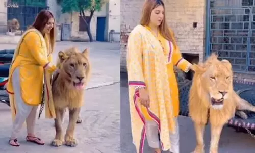 Woman pets lion in viral video. Internet is really very angry
