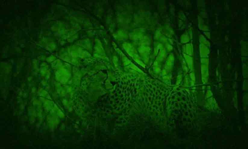 മൂന്നുവയസുകാരനെ അജ്ഞാത ജീവി കൊന്നു