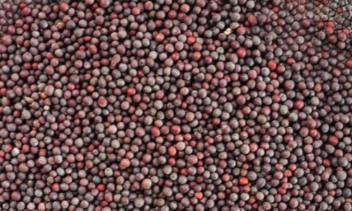 ജനിതകമാറ്റം വരുത്തിയ കടുകിന് അനുമതി നൽകാമെന്ന ശിപാർശ വിവാദത്തിൽ