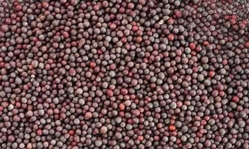 ജനിതകമാറ്റം വരുത്തിയ കടുകിന് അനുമതി നൽകാമെന്ന ശിപാർശ വിവാദത്തിൽ