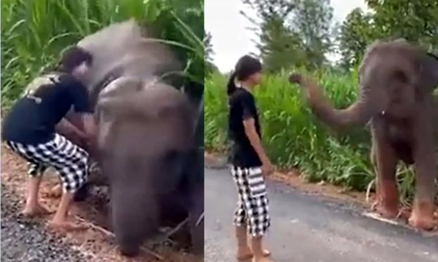 baby elephant rescue