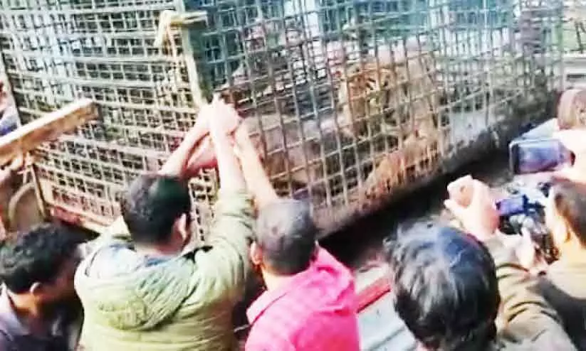 ചീരാലുകാർക്ക് ആശ്വാസം ചീരാലുകാർക്ക് ആശ്വാസം