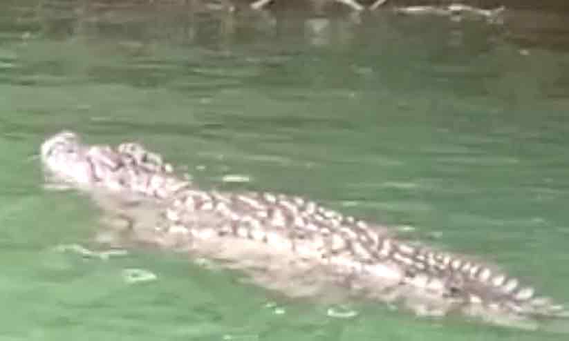 നെയ്യാര്തീരത്ത് വീണ്ടും ചീങ്കണ്ണി ഭീതി നെയ്യാര്തീരത്ത് വീണ്ടും ചീങ്കണ്ണി ഭീതി