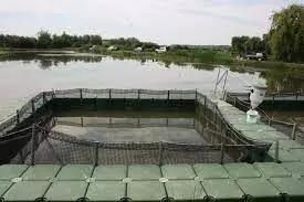 Freshwater aquaculture is in crisis