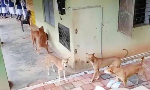 stra dogs in kerala