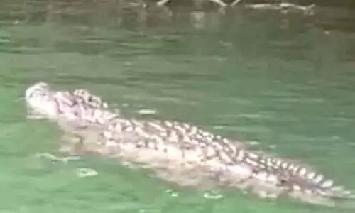 നെയ്യാര്‍തീരത്ത് വീണ്ടും ചീങ്കണ്ണി ഭീതി