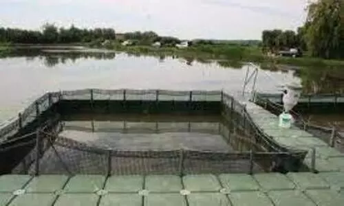 Freshwater aquaculture is in crisis Freshwater aquaculture is in crisis