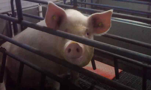 കടങ്ങോട് 200 പന്നികൾക്ക് ദയാവധം