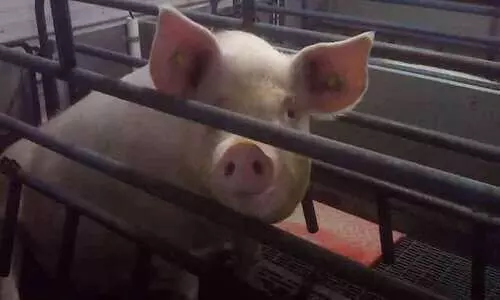 കടങ്ങോട് 200 പന്നികൾക്ക് ദയാവധം