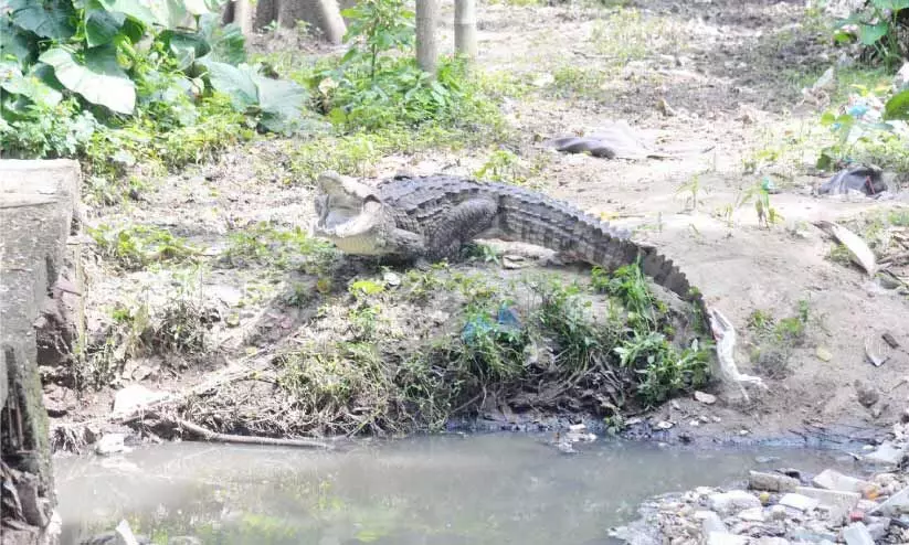 crocodile again in mysore