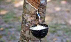 റബ്ബർ സബ്സിഡിക്കുള്ള ബജറ്റ് വിഹിതം 600 കോടിയാക്കി റബ്ബർ സബ്സിഡിക്കുള്ള ബജറ്റ് വിഹിതം 600 കോടിയാക്കി