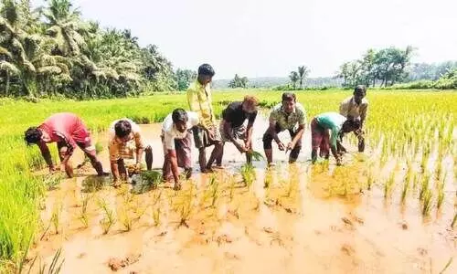 പുഞ്ചിരിതൂകി കർഷകർ: പെരുമണ്ണ ക്ലാരിയിലെ 20 ഏക്കറിൽ കൃഷിയാരംഭിച്ചു പുഞ്ചിരിതൂകി കർഷകർ: പെരുമണ്ണ ക്ലാരിയിലെ 20 ഏക്കറിൽ കൃഷിയാരംഭിച്ചു