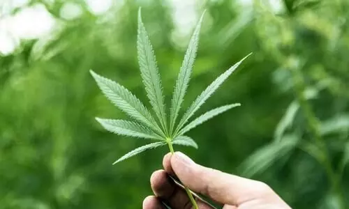 സ്കൂൾ കെട്ടിടത്തിൽ കഞ്ചാവ്​ ശേഖരം; അഞ്ചുപേർ പിടിയിൽ, സ്കൂ​ൾ സെ​ക്യൂ​രി​റ്റി ജീ​വ​ന​ക്കാ​ര​ൻ കടന്നുകളഞ്ഞു