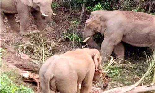 വന്യമൃഗങ്ങളെ പേടിച്ച് ജനം; നാട് വിട്ടോടുന്ന നാട്ടുകാർ