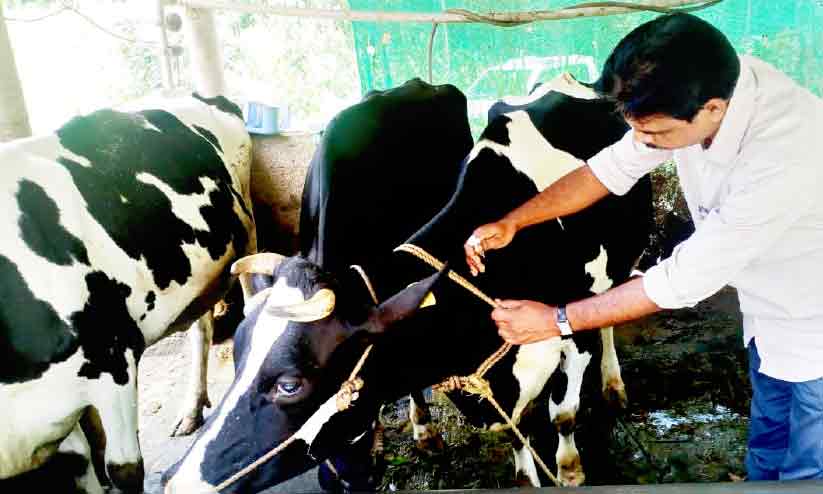 കന്നുകാലികളിലെ ചർമ മുഴ രോഗം: പ്രതിരോധ നടപടികൾ ഊർജിതമാക്കുന്നു കന്നുകാലികളിലെ ചർമ മുഴ രോഗം: പ്രതിരോധ നടപടികൾ ഊർജിതമാക്കുന്നു