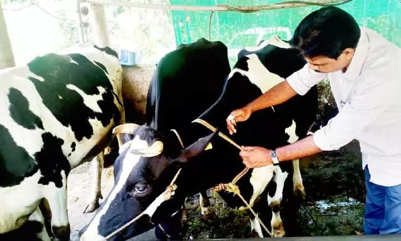 കന്നുകാലികളിലെ ചർമ മുഴ രോഗം: പ്രതിരോധ നടപടികൾ ഊർജിതമാക്കുന്നു കന്നുകാലികളിലെ ചർമ മുഴ രോഗം: പ്രതിരോധ നടപടികൾ ഊർജിതമാക്കുന്നു