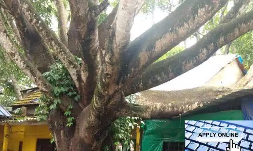 online application for cutting trees