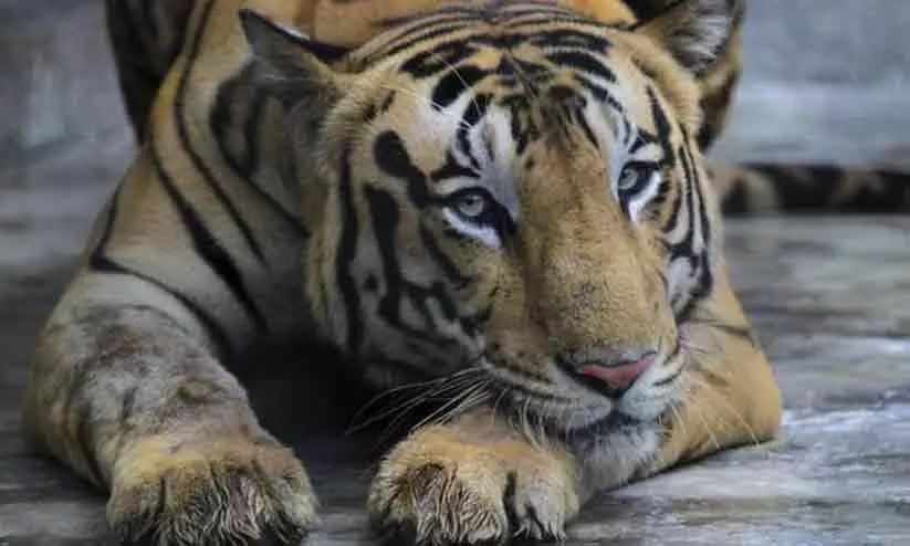 tiger