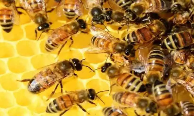 കാറിനുള്ളിലേക്ക് തേനീച്ചക്കൂട്ടം പാഞ്ഞെത്തി; കൈക്കുഞ്ഞുങ്ങളടക്കം നിരവധിപേർക്ക് കുത്തേറ്റു