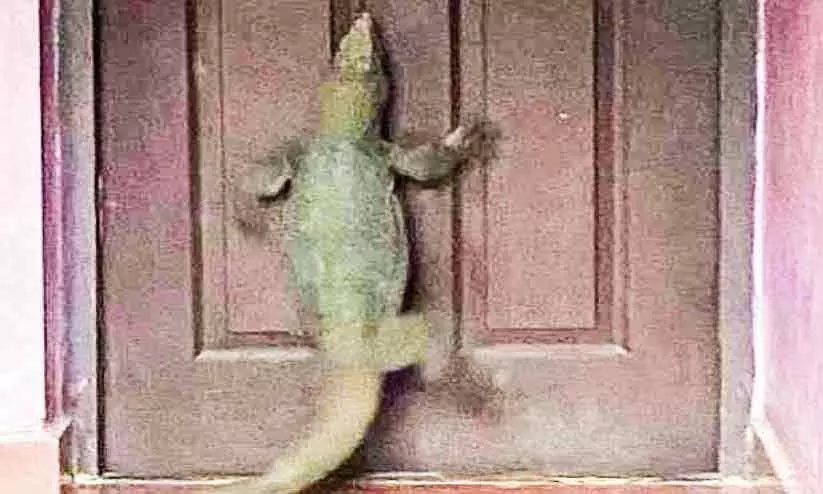 വീടിനുള്ളില് കയറിയ ഉടുമ്പിനെ പിടികൂടി വീടിനുള്ളില് കയറിയ ഉടുമ്പിനെ പിടികൂടി