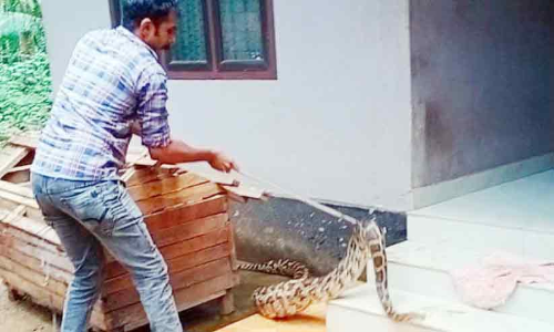 വീട്ടുമുറ്റത്തെ കോഴിക്കൂടിൽനിന്ന് പെരുമ്പാമ്പിനെ പിടികൂടി വീട്ടുമുറ്റത്തെ കോഴിക്കൂടിൽനിന്ന് പെരുമ്പാമ്പിനെ പിടികൂടി