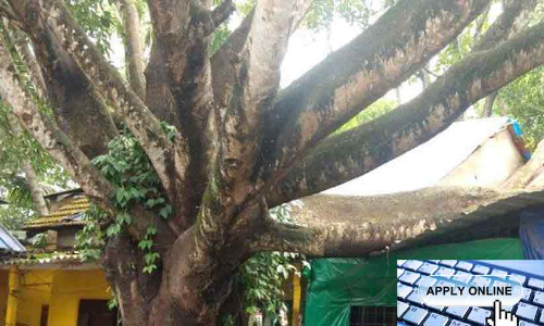 online application for cutting trees