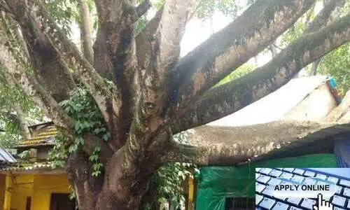 online application for cutting trees