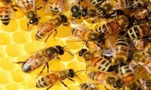 കാറിനുള്ളിലേക്ക് തേനീച്ചക്കൂട്ടം പാഞ്ഞെത്തി; കൈക്കുഞ്ഞുങ്ങളടക്കം നിരവധിപേർക്ക് കുത്തേറ്റു