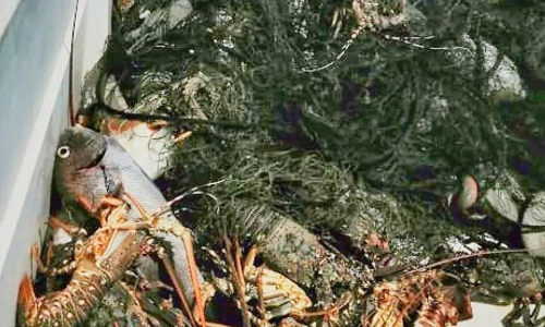 Illegal fishing; Seven people were arrested