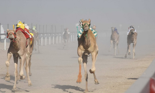 Camel race begins in Thumrait