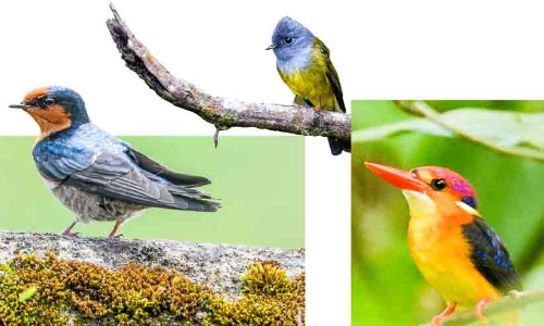 മൂന്നാര്‍ വനമേഖലയിൽ സർവേ; വസിക്കുന്നത്​                                                                 174 ഇനം     പക്ഷികൾ