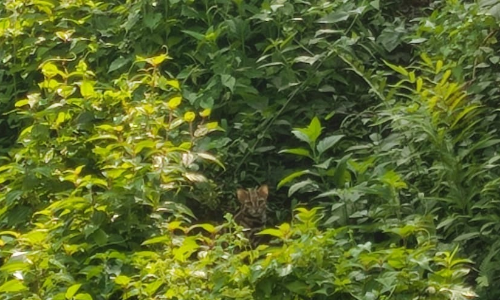 കൃഷിയിടത്തിൽ പുലികുഞ്ഞുങ്ങൾ; ജനം ഭീതിയിൽ